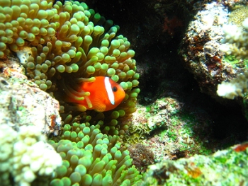 Diving in Fiji